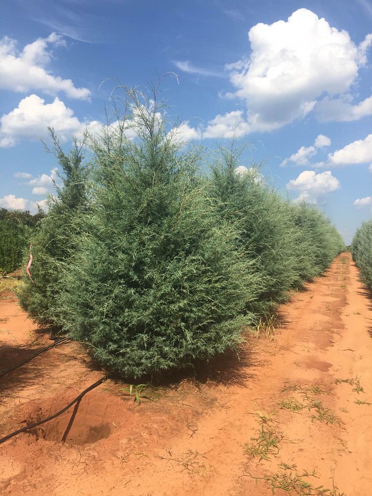 cupressus-arizonica-glabra-carolina-sapphire-arizona-blue-cypress-smooth-bark-arizona-cypress-callitropsis-glabra