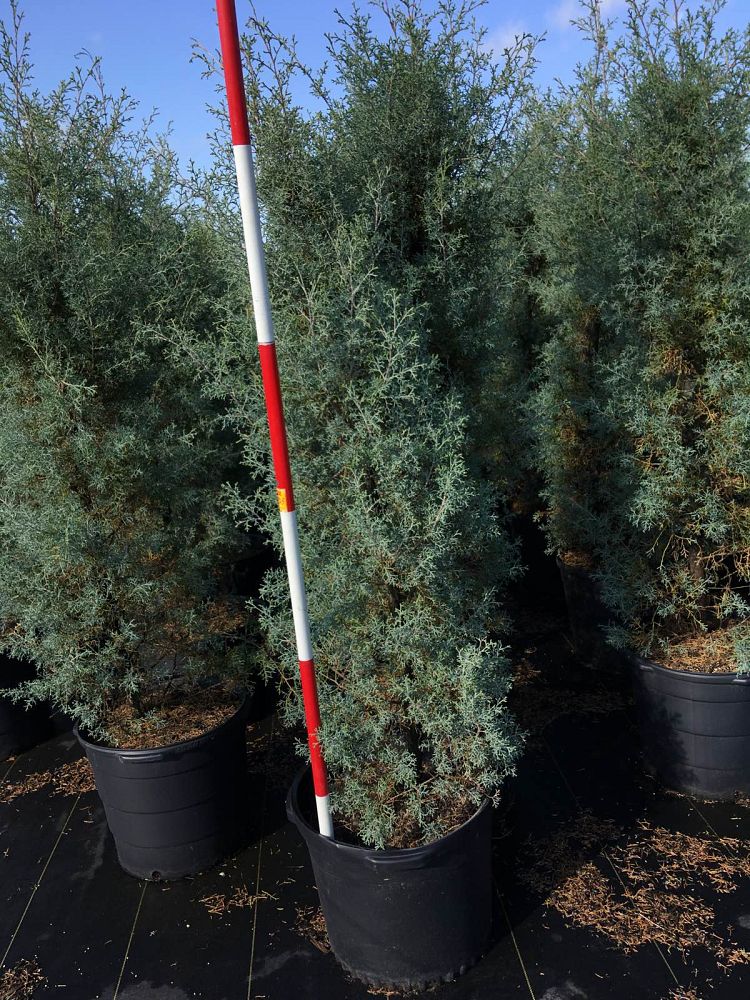 cupressus-arizonica-glabra-carolina-sapphire-arizona-blue-cypress-smooth-bark-arizona-cypress-callitropsis-glabra