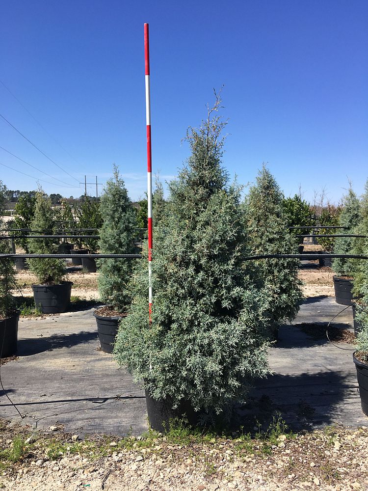 cupressus-arizonica-glabra-carolina-sapphire-arizona-blue-cypress-smooth-bark-arizona-cypress-callitropsis-glabra