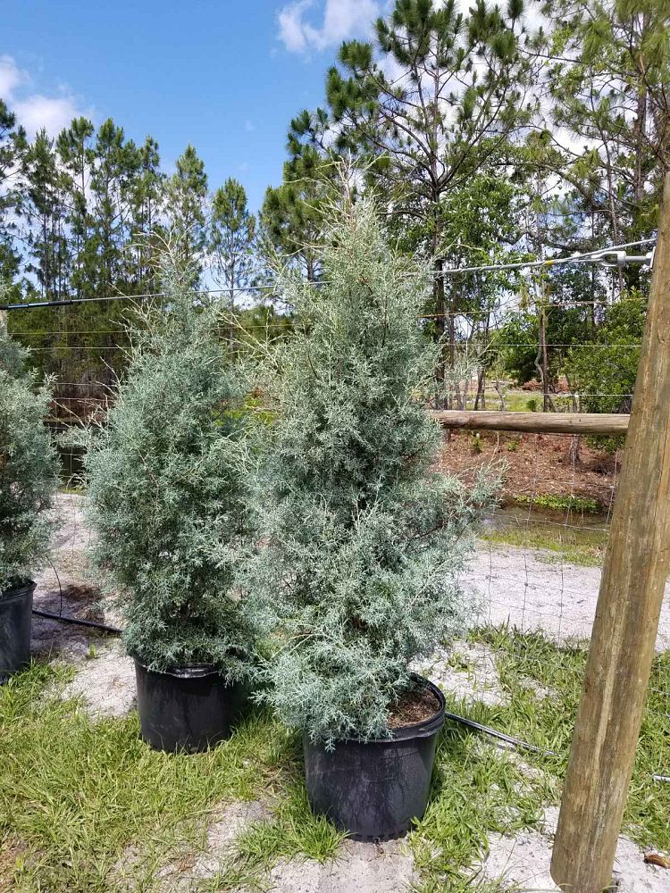 cupressus-arizonica-glabra-carolina-sapphire-arizona-blue-cypress-smooth-bark-arizona-cypress-callitropsis-glabra