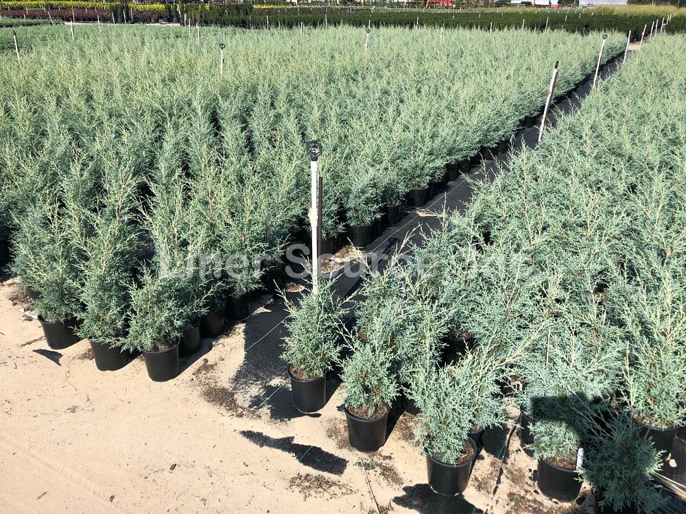 cupressus-arizonica-glabra-carolina-sapphire-arizona-blue-cypress-smooth-bark-arizona-cypress-callitropsis-glabra