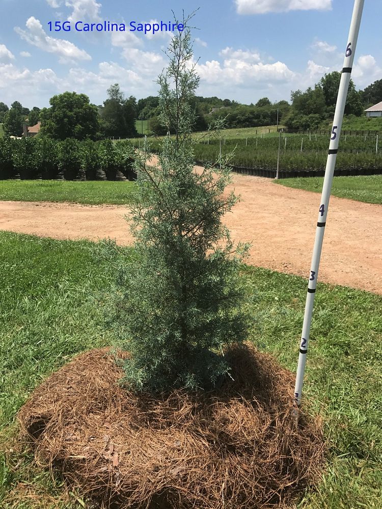 cupressus-arizonica-glabra-carolina-sapphire-arizona-blue-cypress-smooth-bark-arizona-cypress-callitropsis-glabra