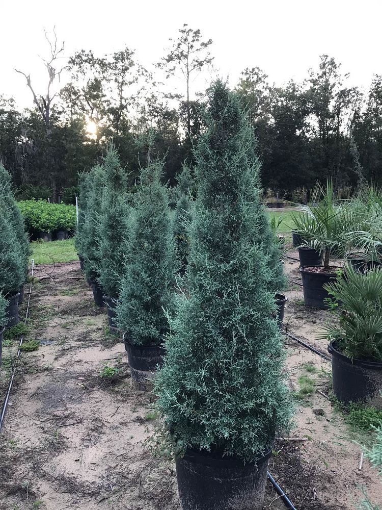 cupressus-arizonica-glabra-carolina-sapphire-arizona-blue-cypress-smooth-bark-arizona-cypress-callitropsis-glabra