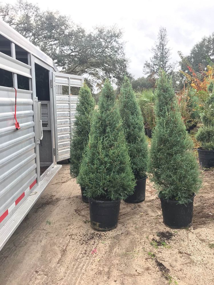 cupressus-arizonica-glabra-carolina-sapphire-arizona-blue-cypress-smooth-bark-arizona-cypress-callitropsis-glabra