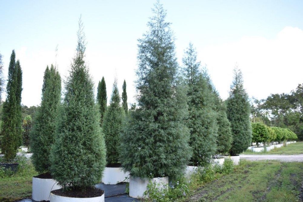 cupressus-arizonica-glabra-carolina-sapphire-arizona-blue-cypress-smooth-bark-arizona-cypress-callitropsis-glabra