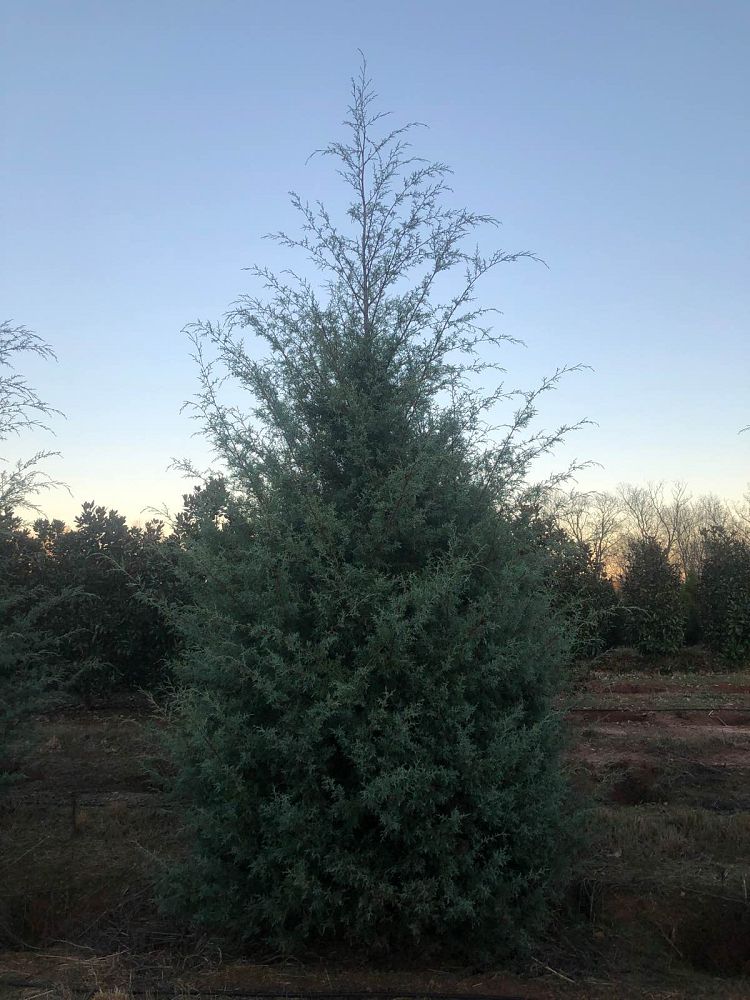 cupressus-arizonica-glabra-carolina-sapphire-arizona-blue-cypress-smooth-bark-arizona-cypress-callitropsis-glabra