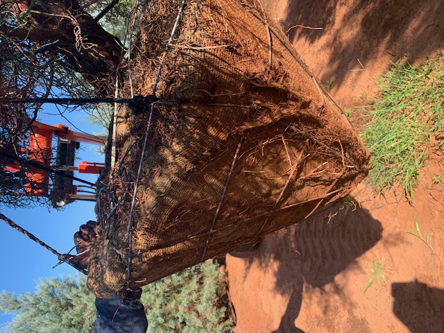cupressus-arizonica-glabra-carolina-sapphire-arizona-blue-cypress-smooth-bark-arizona-cypress-callitropsis-glabra