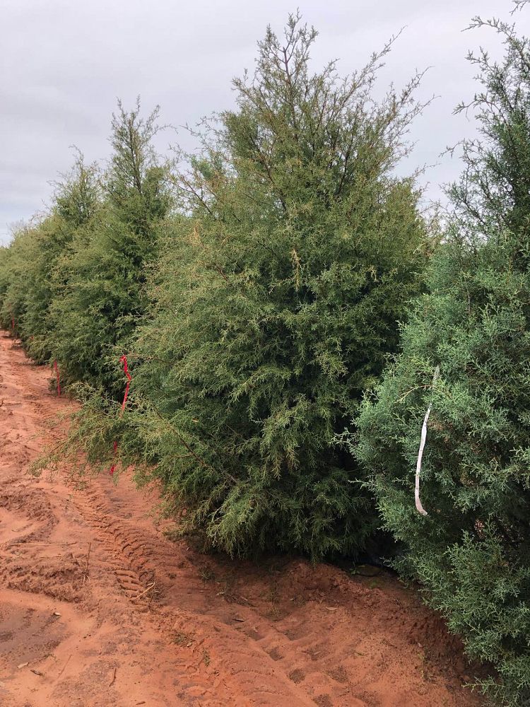 cupressus-arizonica-glabra-carolina-sapphire-arizona-blue-cypress-smooth-bark-arizona-cypress-callitropsis-glabra