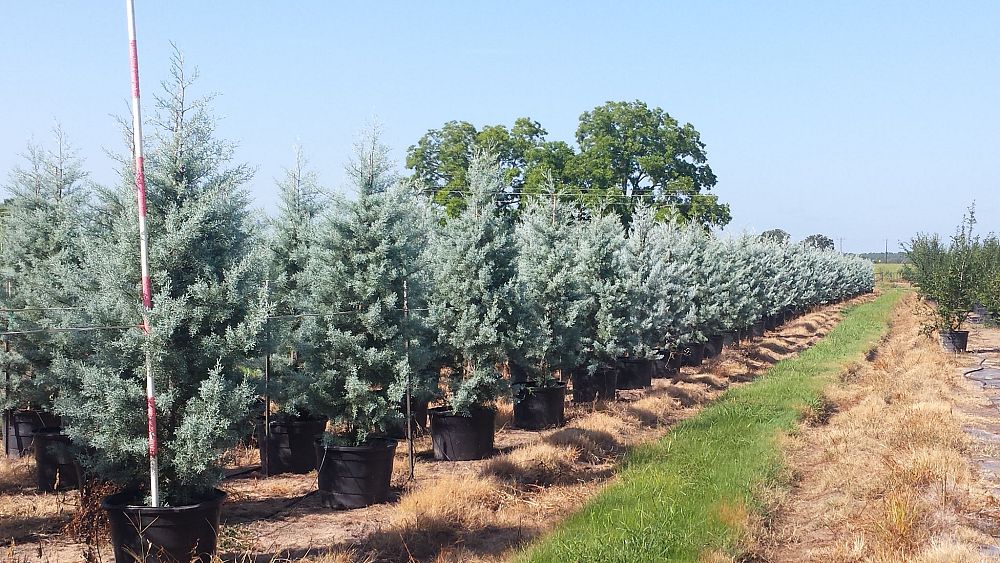 cupressus-arizonica-glabra-carolina-sapphire-arizona-blue-cypress-smooth-bark-arizona-cypress-callitropsis-glabra