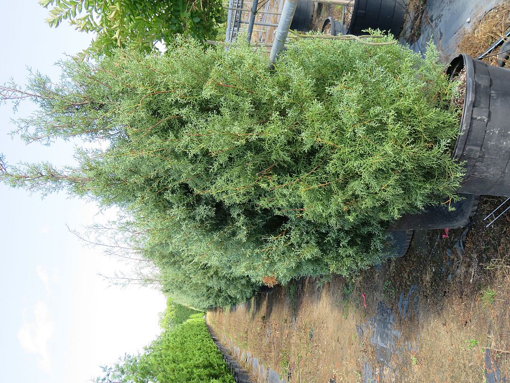 cupressus-arizonica-glabra-carolina-sapphire-arizona-blue-cypress-smooth-bark-arizona-cypress-callitropsis-glabra