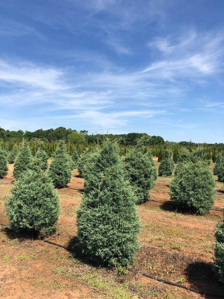 cupressus-arizonica-glabra-carolina-sapphire-arizona-blue-cypress-smooth-bark-arizona-cypress-callitropsis-glabra