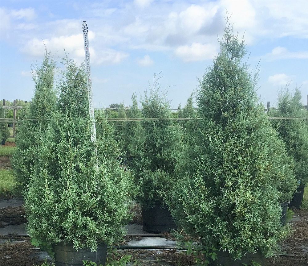 cupressus-arizonica-glabra-carolina-sapphire-arizona-blue-cypress-smooth-bark-arizona-cypress-callitropsis-glabra