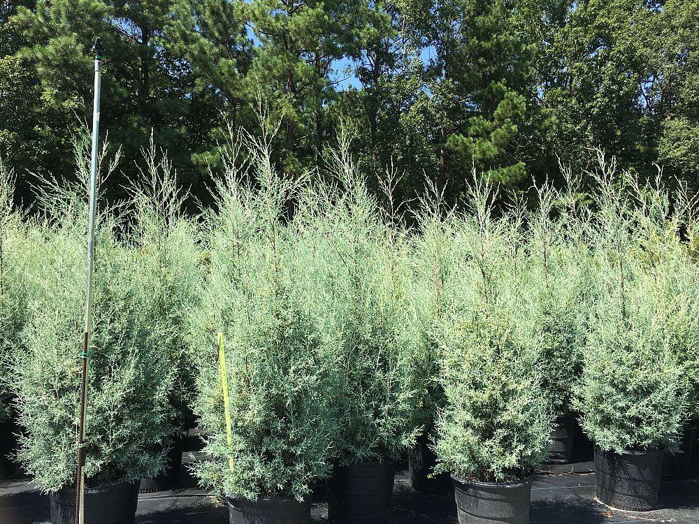 cupressus-arizonica-glabra-carolina-sapphire-arizona-blue-cypress-smooth-bark-arizona-cypress-callitropsis-glabra