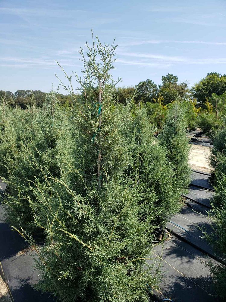 cupressus-arizonica-glabra-carolina-sapphire-arizona-blue-cypress-smooth-bark-arizona-cypress-callitropsis-glabra