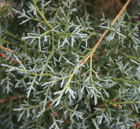 cupressus-arizonica-glabra-carolina-sapphire-arizona-blue-cypress-smooth-bark-arizona-cypress-callitropsis-glabra