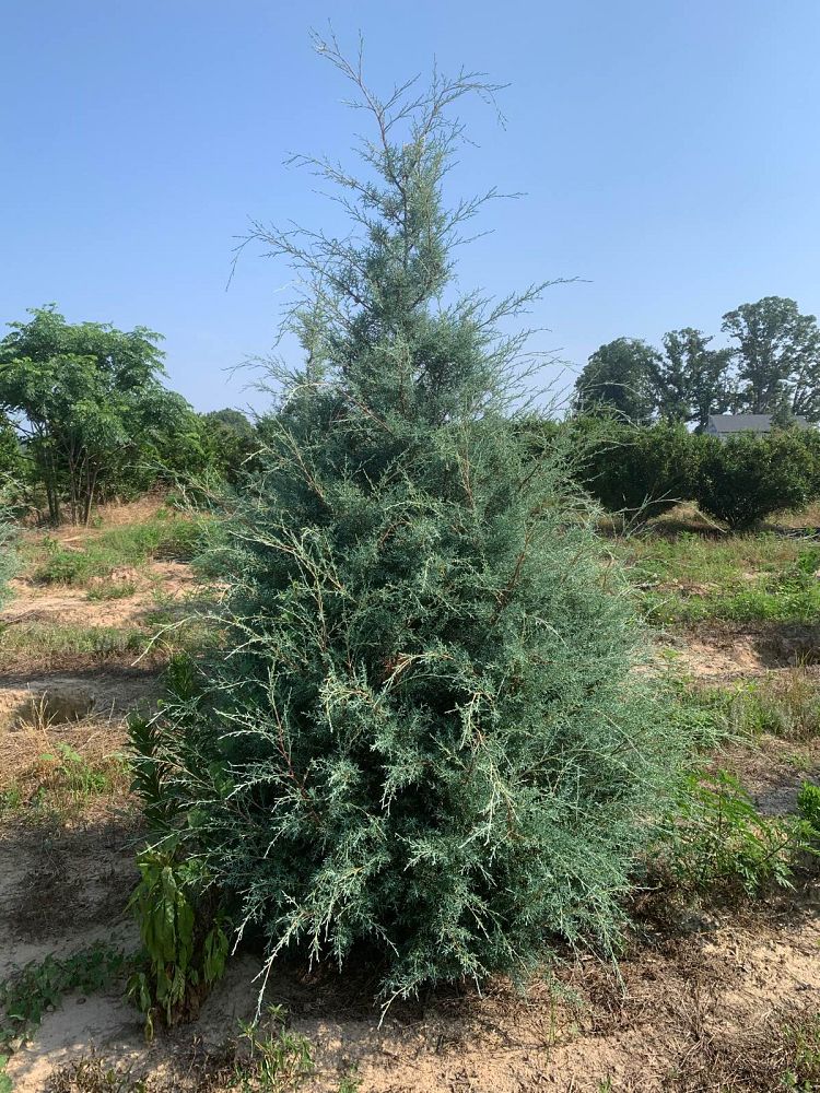 cupressus-arizonica-glabra-carolina-sapphire-arizona-blue-cypress-smooth-bark-arizona-cypress-callitropsis-glabra