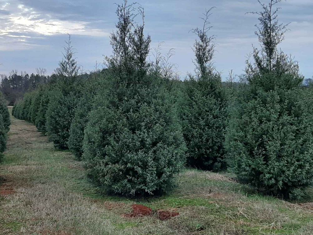 cupressus-arizonica-glabra-carolina-sapphire-arizona-blue-cypress-smooth-bark-arizona-cypress-callitropsis-glabra
