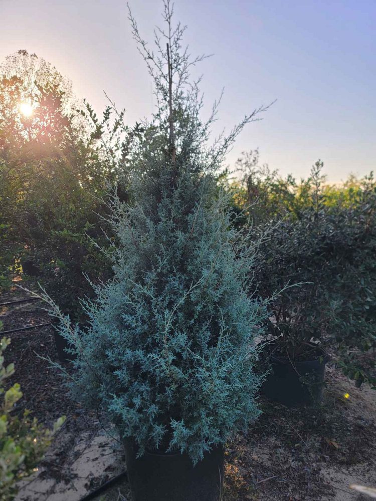 cupressus-arizonica-glabra-carolina-sapphire-arizona-blue-cypress-smooth-bark-arizona-cypress-callitropsis-glabra