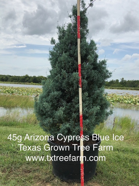 cupressus-arizonica-glabra-carolina-sapphire-arizona-blue-cypress-smooth-bark-arizona-cypress-callitropsis-glabra