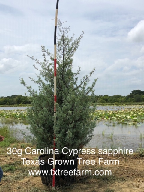 cupressus-arizonica-glabra-carolina-sapphire-arizona-blue-cypress-smooth-bark-arizona-cypress-callitropsis-glabra