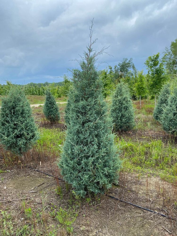cupressus-arizonica-glabra-carolina-sapphire-arizona-blue-cypress-smooth-bark-arizona-cypress-callitropsis-glabra