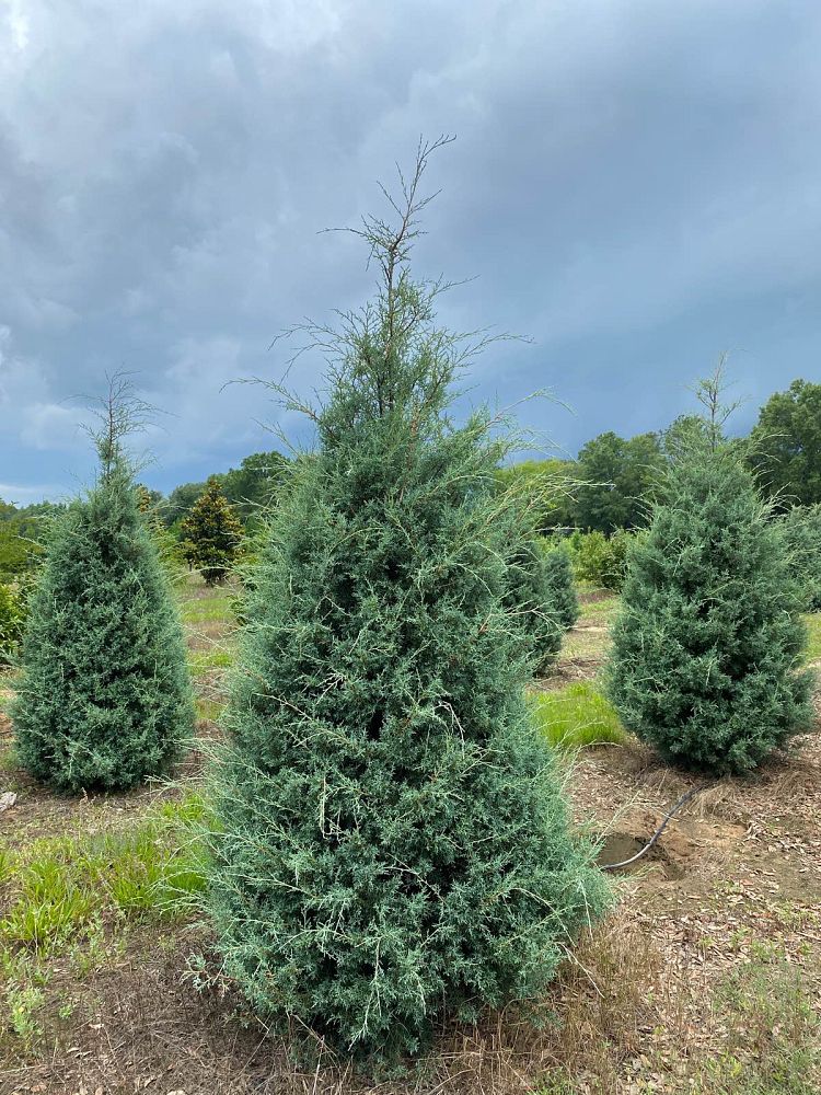 cupressus-arizonica-glabra-carolina-sapphire-arizona-blue-cypress-smooth-bark-arizona-cypress-callitropsis-glabra