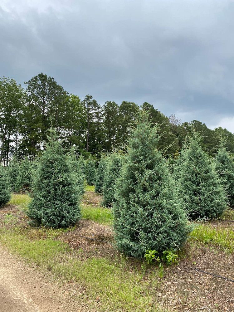 cupressus-arizonica-glabra-carolina-sapphire-arizona-blue-cypress-smooth-bark-arizona-cypress-callitropsis-glabra