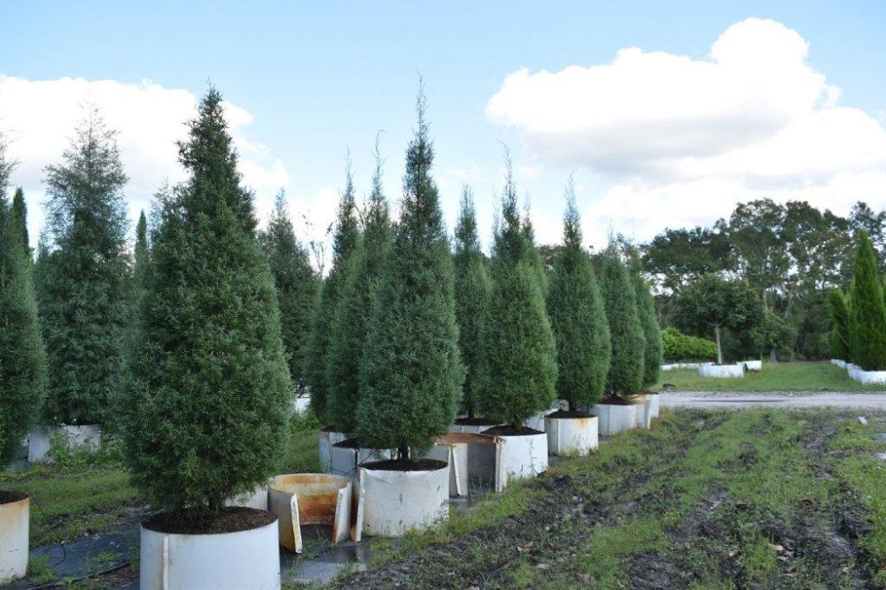cupressus-arizonica-glabra-carolina-sapphire-arizona-blue-cypress-smooth-bark-arizona-cypress-callitropsis-glabra