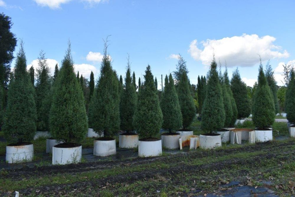 cupressus-arizonica-glabra-carolina-sapphire-arizona-blue-cypress-smooth-bark-arizona-cypress-callitropsis-glabra