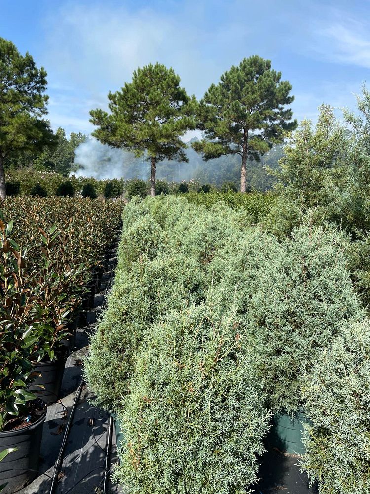 cupressus-arizonica-glabra-carolina-sapphire-arizona-blue-cypress-smooth-bark-arizona-cypress-callitropsis-glabra
