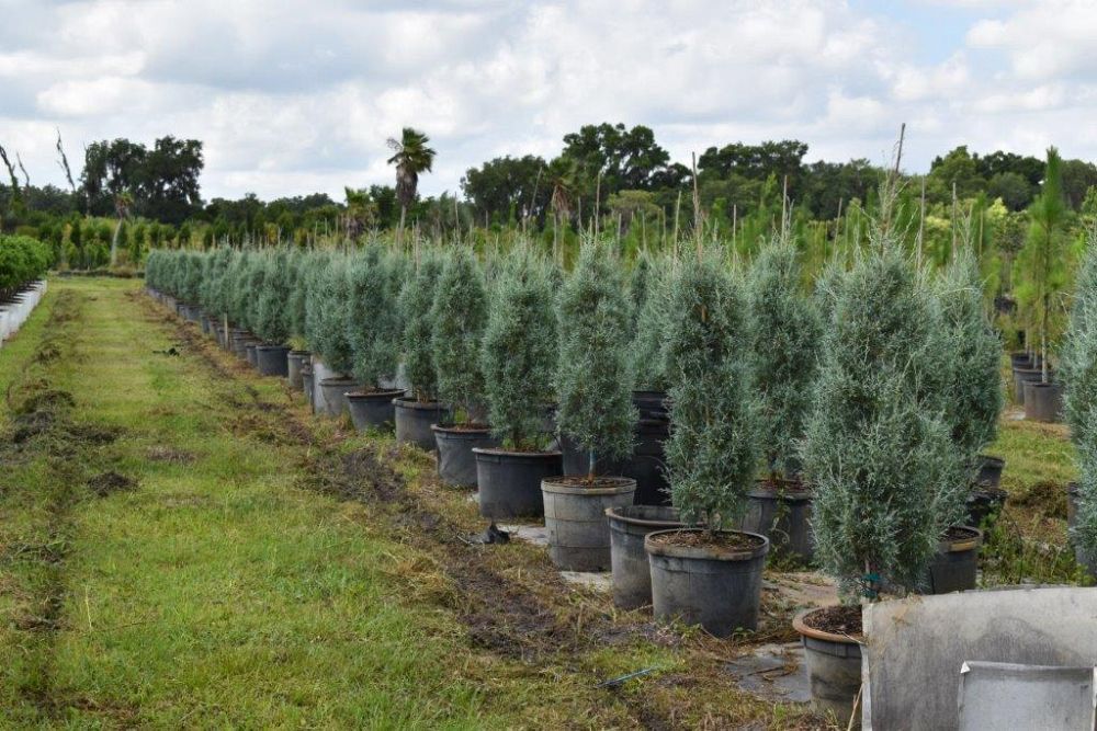 cupressus-arizonica-glabra-carolina-sapphire-arizona-blue-cypress-smooth-bark-arizona-cypress-callitropsis-glabra