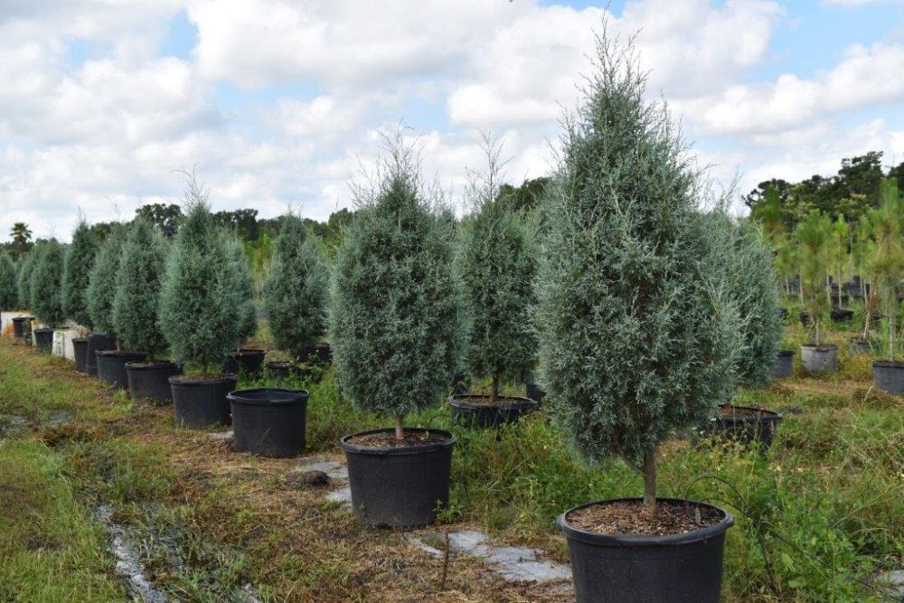 cupressus-arizonica-glabra-carolina-sapphire-arizona-blue-cypress-smooth-bark-arizona-cypress-callitropsis-glabra