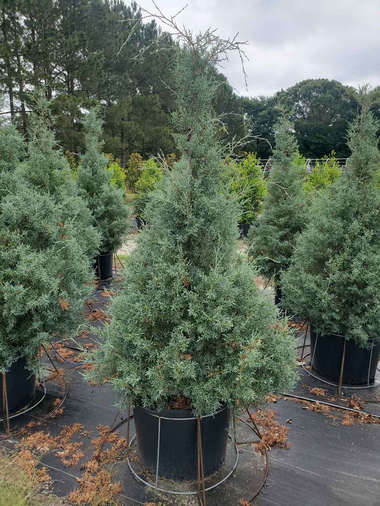 cupressus-arizonica-glabra-carolina-sapphire-arizona-blue-cypress-smooth-bark-arizona-cypress-callitropsis-glabra
