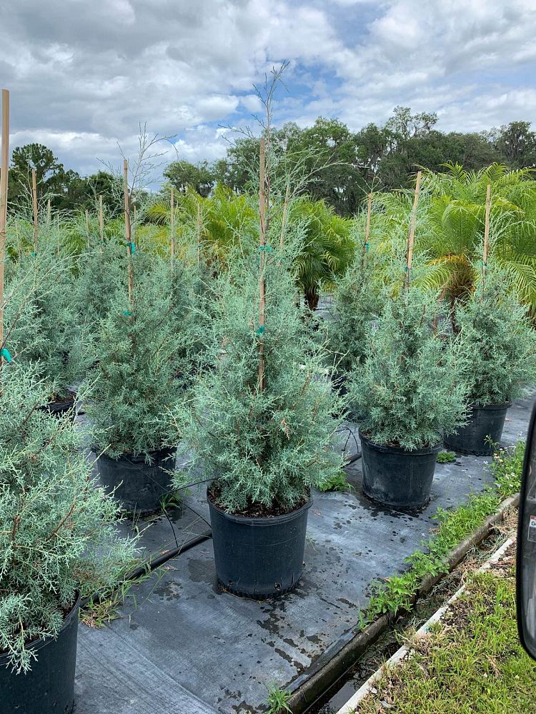cupressus-arizonica-glabra-carolina-sapphire-arizona-blue-cypress-smooth-bark-arizona-cypress-callitropsis-glabra