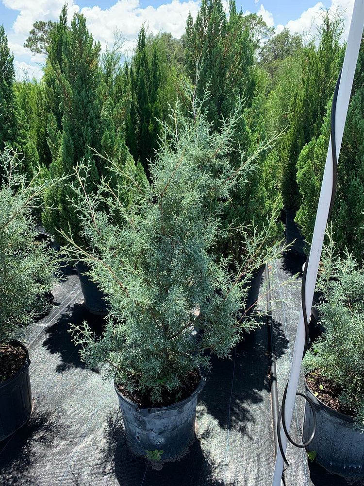 cupressus-arizonica-glabra-carolina-sapphire-arizona-blue-cypress-smooth-bark-arizona-cypress-callitropsis-glabra