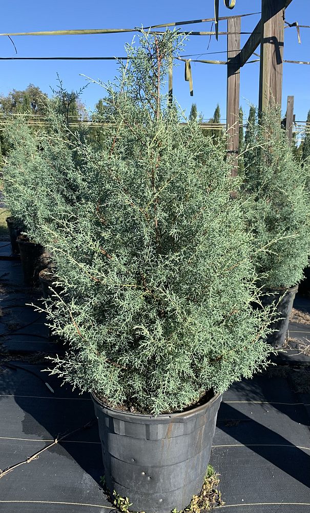 cupressus-arizonica-glabra-carolina-sapphire-arizona-blue-cypress-smooth-bark-arizona-cypress-callitropsis-glabra