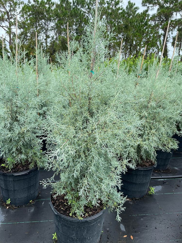 cupressus-arizonica-glabra-carolina-sapphire-arizona-blue-cypress-smooth-bark-arizona-cypress-callitropsis-glabra