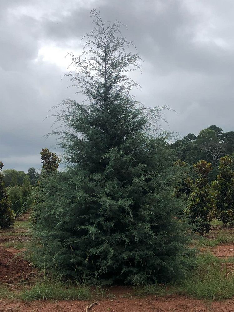 cupressus-arizonica-glabra-carolina-sapphire-arizona-blue-cypress-smooth-bark-arizona-cypress-callitropsis-glabra