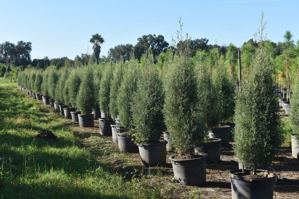 cupressus-arizonica-glabra-carolina-sapphire-arizona-blue-cypress-smooth-bark-arizona-cypress-callitropsis-glabra