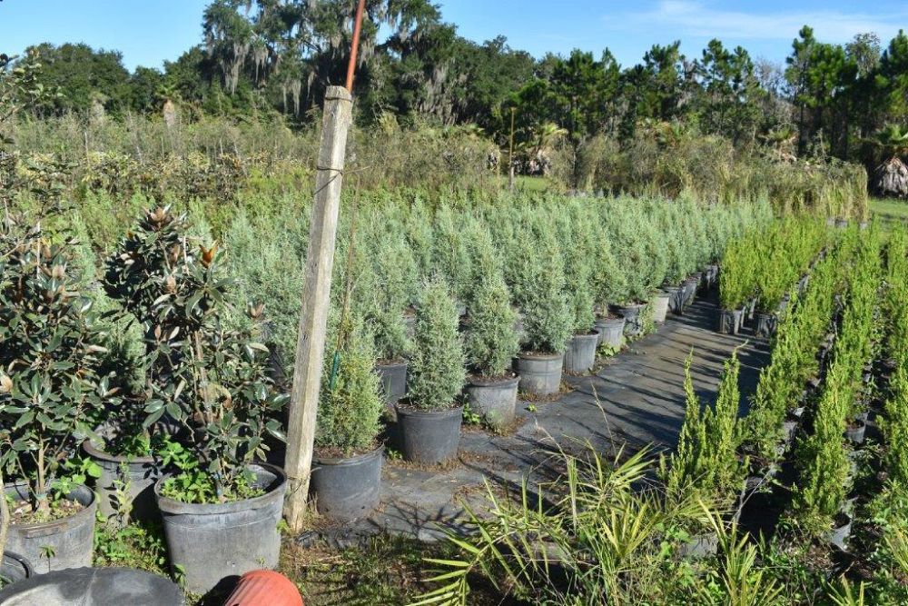 cupressus-arizonica-glabra-carolina-sapphire-arizona-blue-cypress-smooth-bark-arizona-cypress-callitropsis-glabra