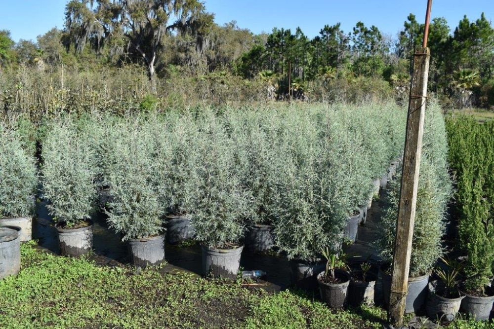 cupressus-arizonica-glabra-carolina-sapphire-arizona-blue-cypress-smooth-bark-arizona-cypress-callitropsis-glabra