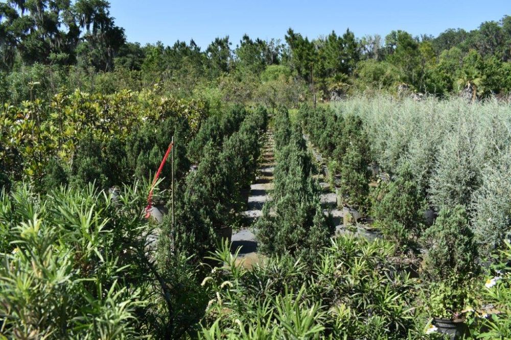 cupressus-arizonica-glabra-carolina-sapphire-arizona-blue-cypress-smooth-bark-arizona-cypress-callitropsis-glabra