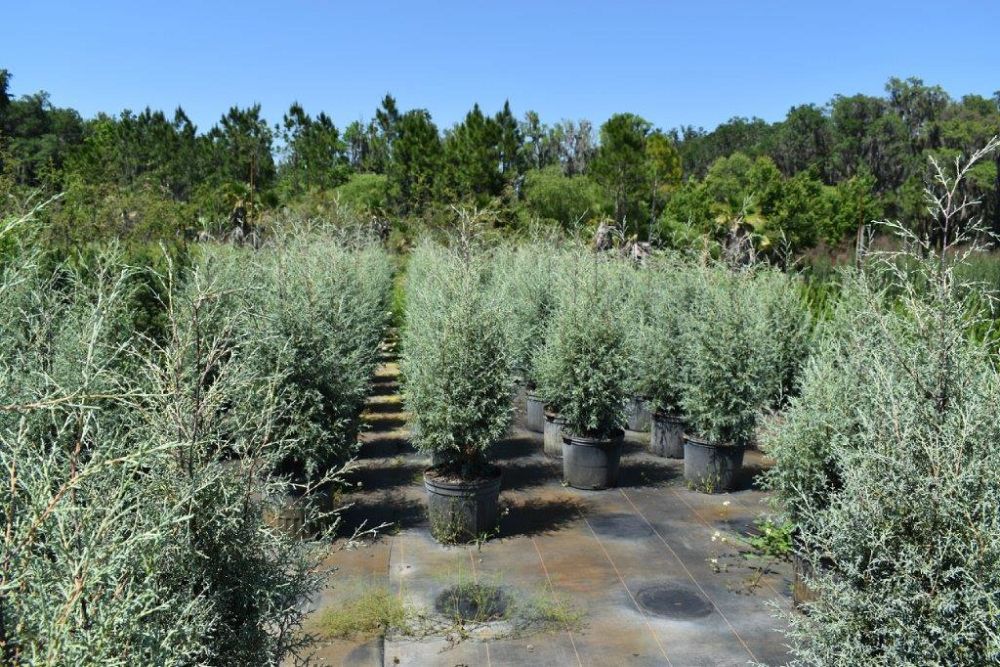 cupressus-arizonica-glabra-carolina-sapphire-arizona-blue-cypress-smooth-bark-arizona-cypress-callitropsis-glabra