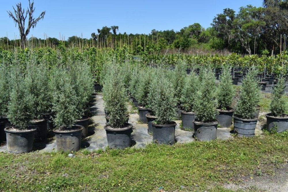 cupressus-arizonica-glabra-carolina-sapphire-arizona-blue-cypress-smooth-bark-arizona-cypress-callitropsis-glabra