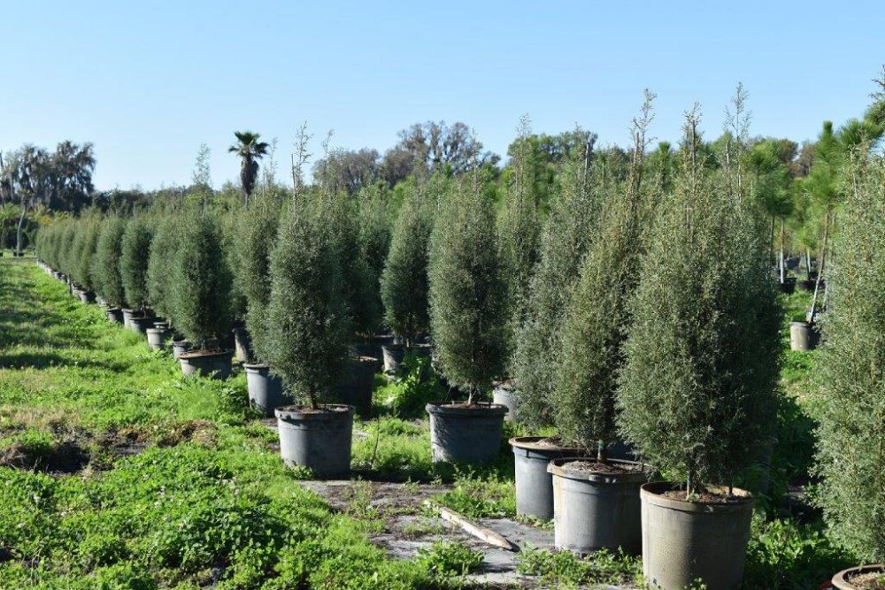 cupressus-arizonica-glabra-carolina-sapphire-arizona-blue-cypress-smooth-bark-arizona-cypress-callitropsis-glabra
