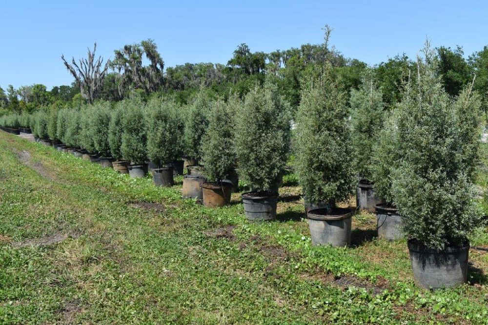 cupressus-arizonica-glabra-carolina-sapphire-arizona-blue-cypress-smooth-bark-arizona-cypress-callitropsis-glabra