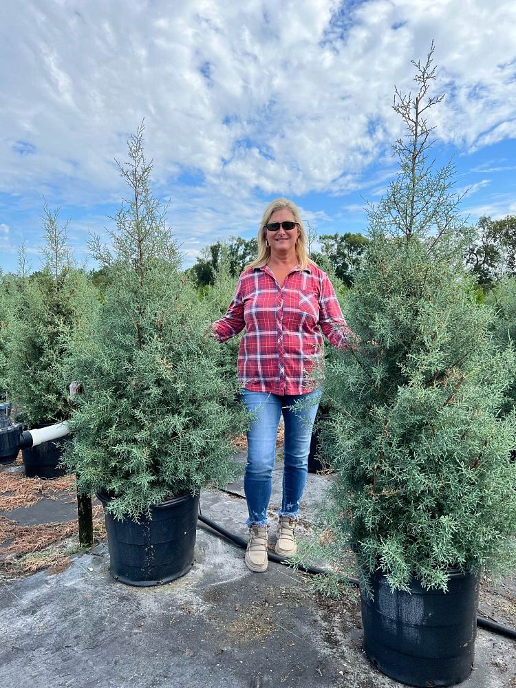 cupressus-arizonica-glabra-carolina-sapphire-arizona-blue-cypress-smooth-bark-arizona-cypress-callitropsis-glabra