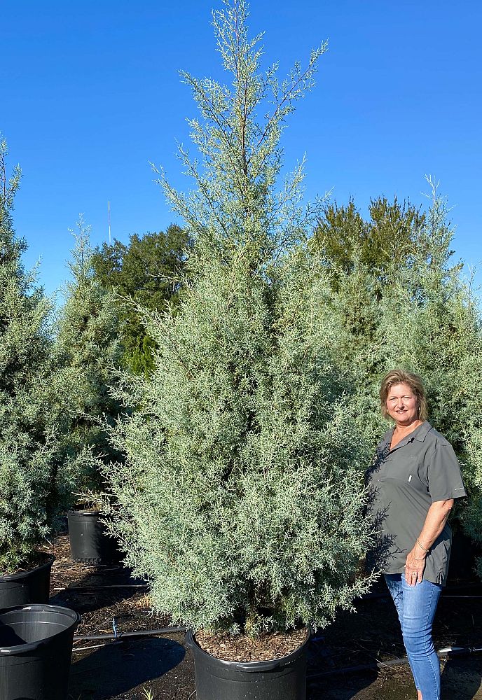 cupressus-arizonica-glabra-carolina-sapphire-arizona-blue-cypress-smooth-bark-arizona-cypress-callitropsis-glabra