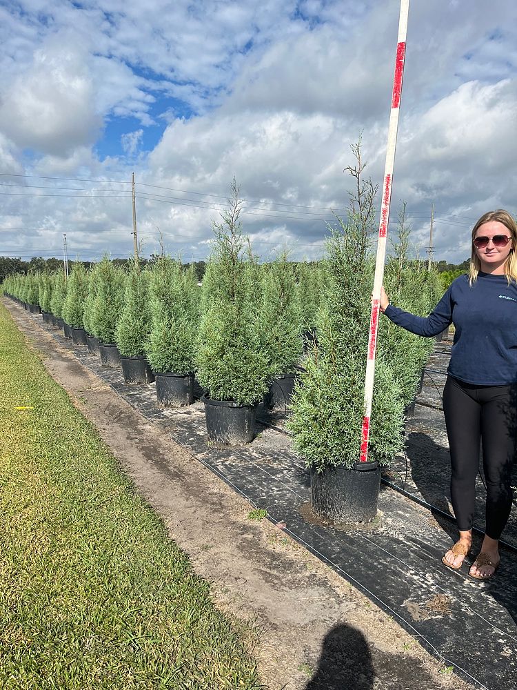 cupressus-arizonica-glabra-carolina-sapphire-arizona-blue-cypress-smooth-bark-arizona-cypress-callitropsis-glabra