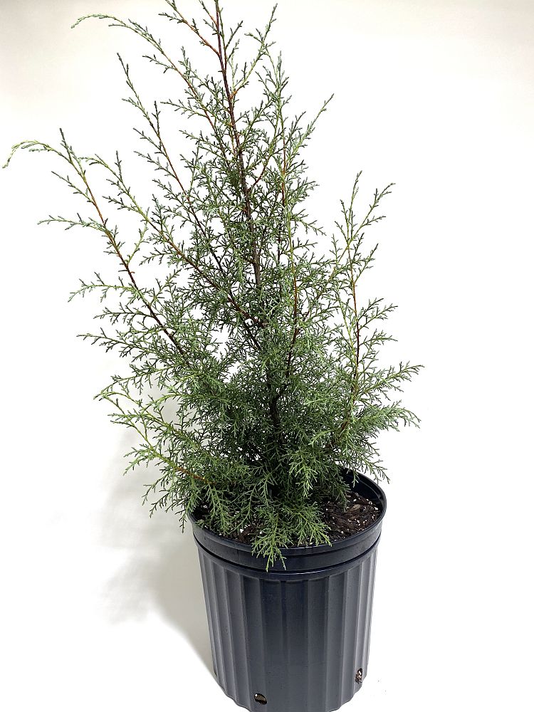 cupressus-arizonica-glabra-carolina-sapphire-arizona-blue-cypress-smooth-bark-arizona-cypress-callitropsis-glabra
